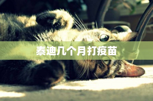 泰迪幾個月打疫苗