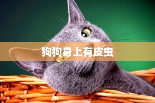 狗狗身上有皮蟲