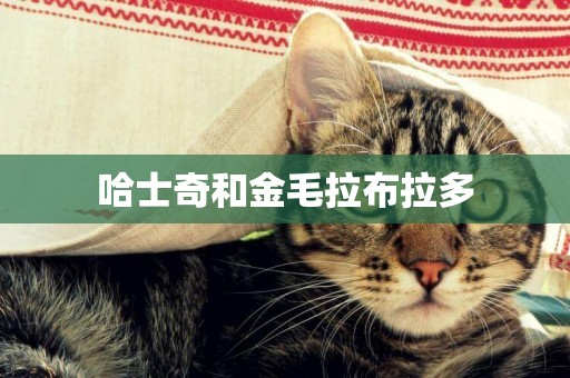 哈士奇和金毛拉布拉多