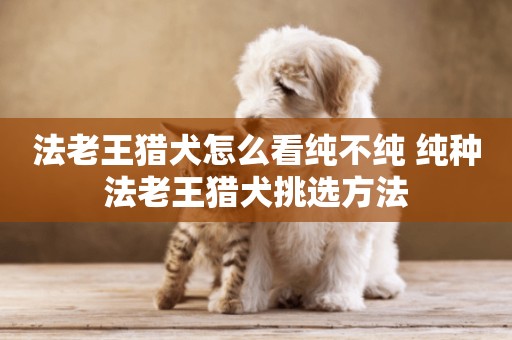 法老王獵犬怎么看純不純 純種法老王獵犬挑選方法