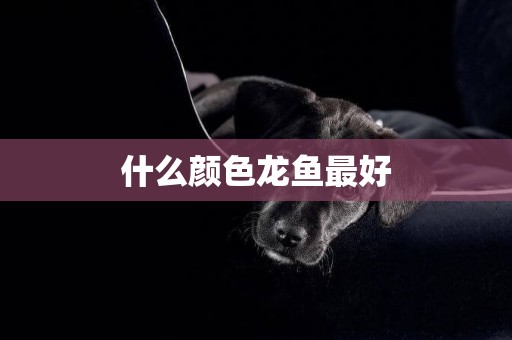 什么顏色龍魚最好