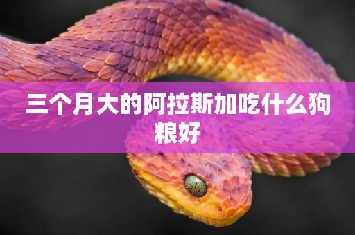 三個月大的阿拉斯加吃什么狗糧好