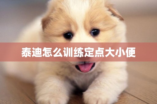 泰迪怎么訓練定點大小便