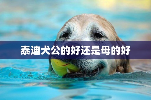 泰迪犬公的好還是母的好
