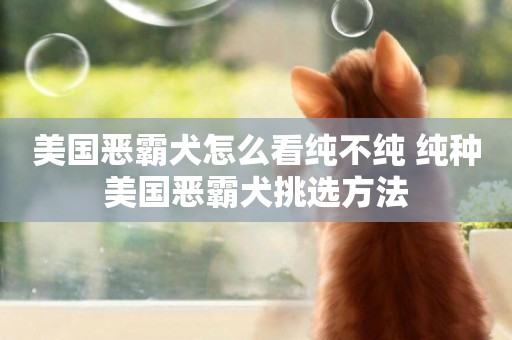 美國惡霸犬怎么看純不純 純種美國惡霸犬挑選方法