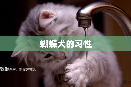 蝴蝶犬的習性