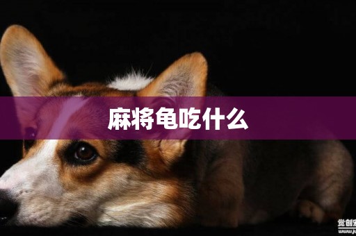 麻將龜吃什么