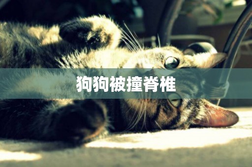 狗狗被撞脊椎