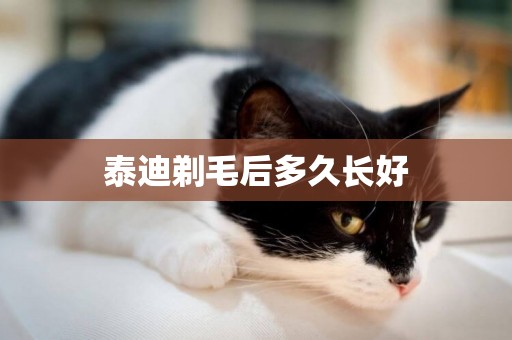 泰迪剃毛后多久長好