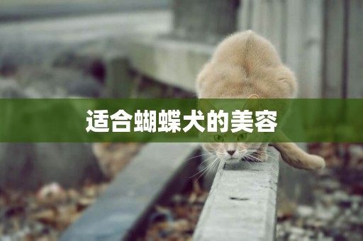 適合蝴蝶犬的美容