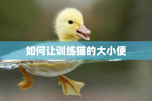 如何讓訓練貓的大小便