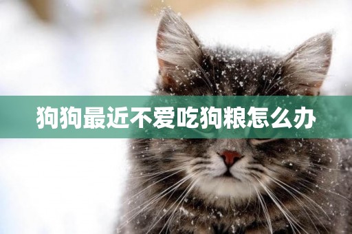 狗狗最近不愛吃狗糧怎么辦