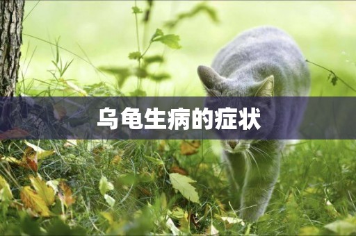 烏龜生病的癥狀