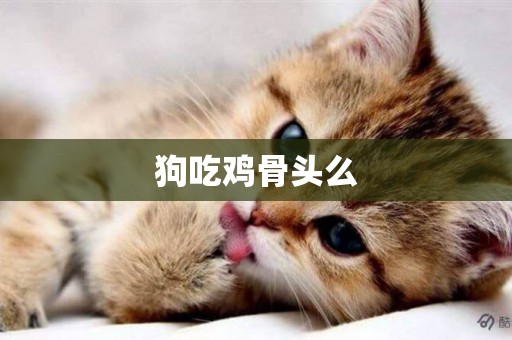 狗吃雞骨頭么