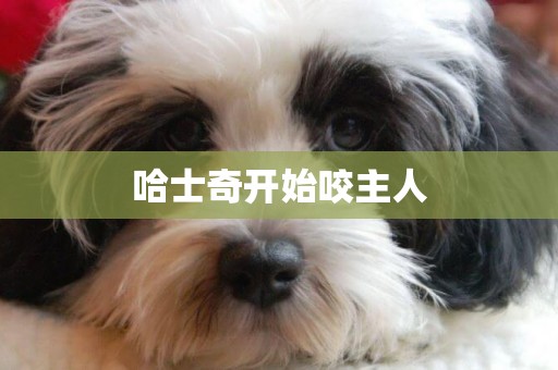 哈士奇開始咬主人