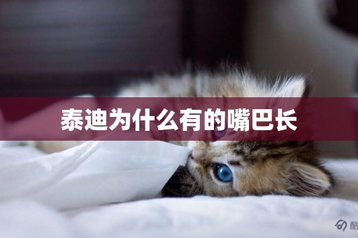泰迪為什么有的嘴巴長