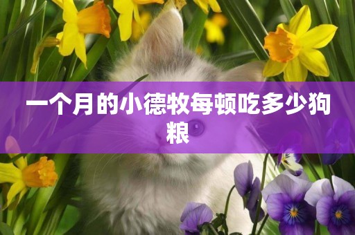 一個月的小德牧每頓吃多少狗糧