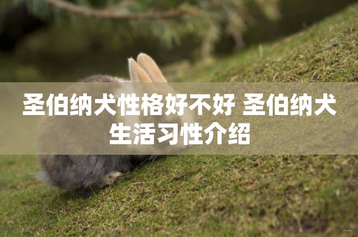 圣伯納犬性格好不好 圣伯納犬生活習性介紹