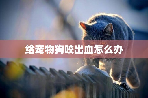 給寵物狗咬出血怎么辦