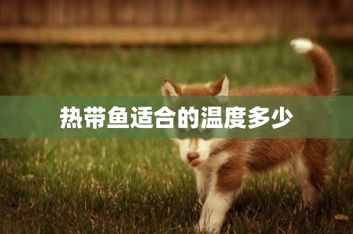 熱帶魚適合的溫度多少