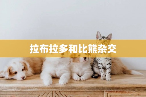 拉布拉多和比熊雜交