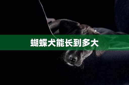 蝴蝶犬能長到多大