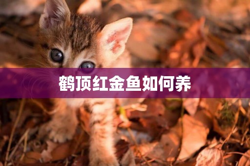 鶴頂紅金魚如何養