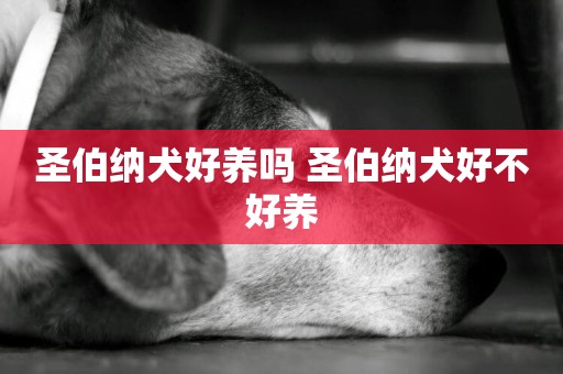圣伯納犬好養嗎 圣伯納犬好不好養