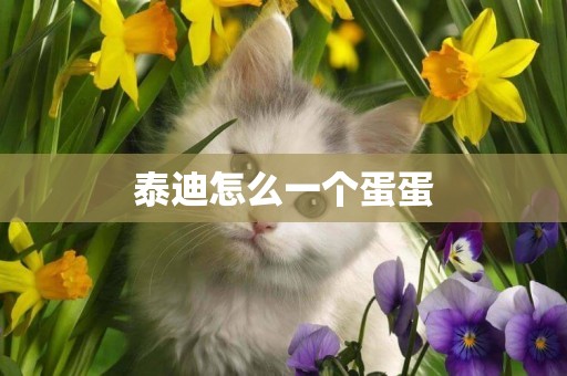 泰迪怎么一個蛋蛋