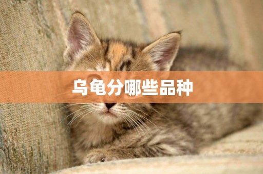 烏龜分哪些品種