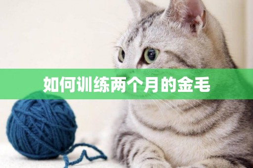 如何訓練兩個月的金毛