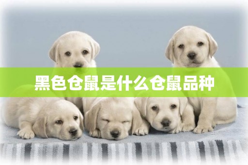 黑色倉鼠是什么倉鼠品種