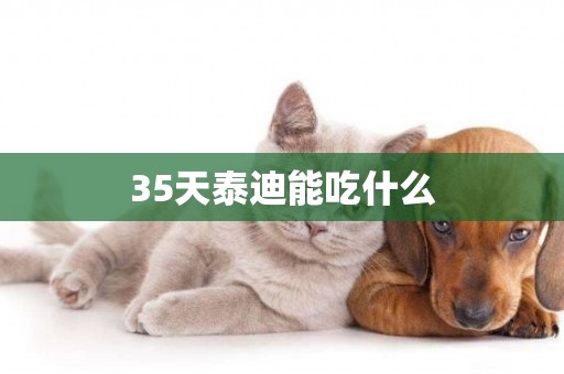 35天泰迪能吃什么