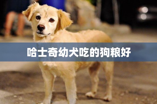 哈士奇幼犬吃的狗糧好