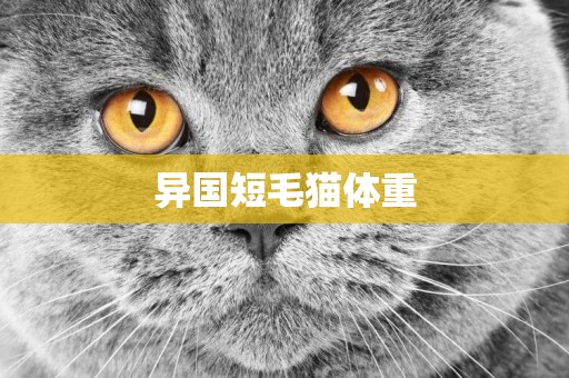 異國短毛貓體重