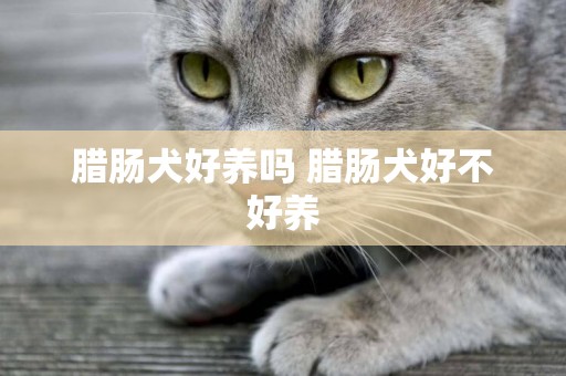 臘腸犬好養嗎 臘腸犬好不好養