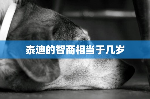 泰迪的智商相當于幾歲