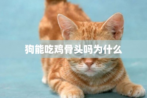 狗能吃雞骨頭嗎為什么