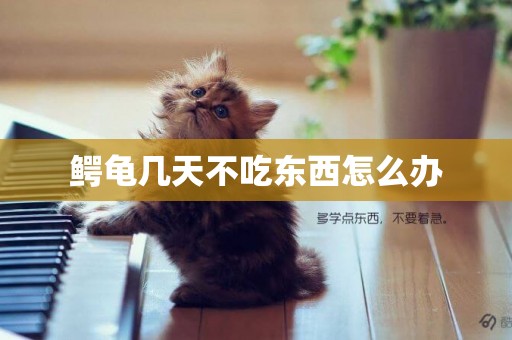 鱷龜幾天不吃東西怎么辦