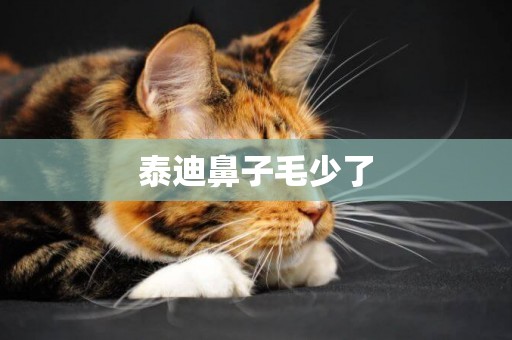 泰迪鼻子毛少了