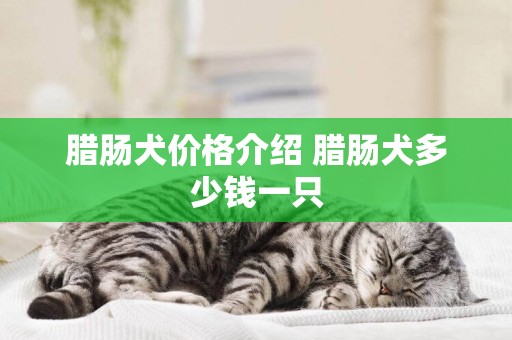 臘腸犬價格介紹 臘腸犬多少錢一只