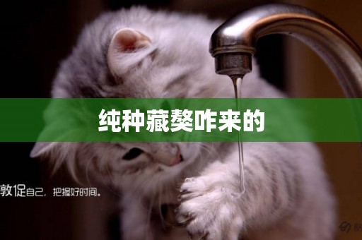 純種藏獒咋來的