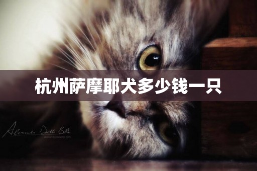 杭州薩摩耶犬多少錢一只