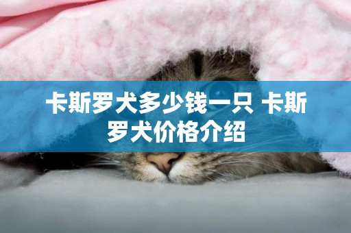 卡斯羅犬多少錢一只 卡斯羅犬價格介紹