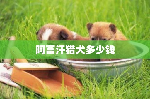 阿富汗獵犬多少錢