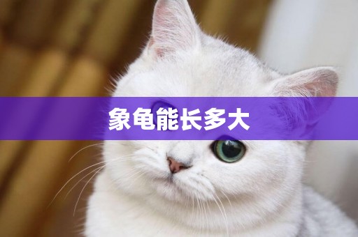象龜能長多大