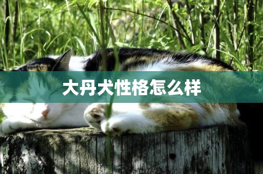 大丹犬性格怎么樣