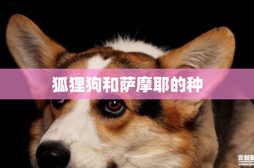 狐貍狗和薩摩耶的種