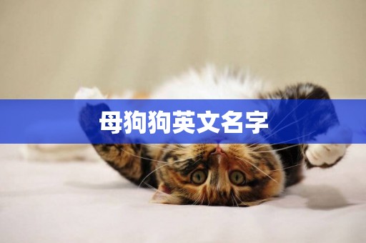 母狗狗英文名字
