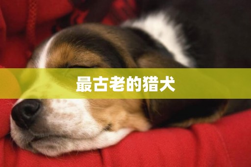最古老的獵犬